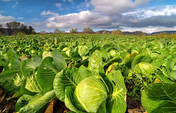 خرید کلم برگ سفید مجلسی + قیمت فروش استثنایی